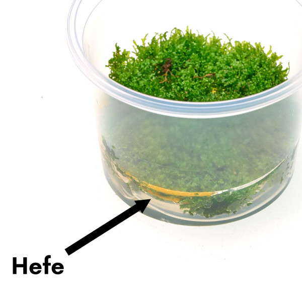 Riccardia chamedryfolia im Becher - Black Weed Edition