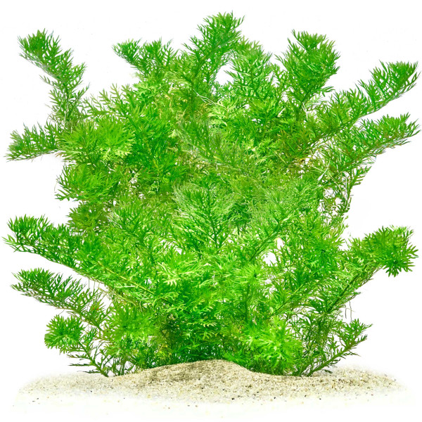 Hottonia palustris | Wasserfeder gewachsen