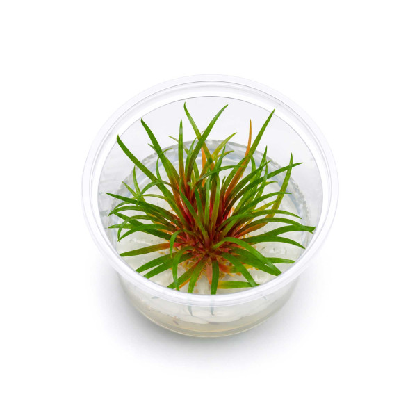 Eriocaulon Quinquangulare Pfeifenwurz in vitro Becher 5,5cm