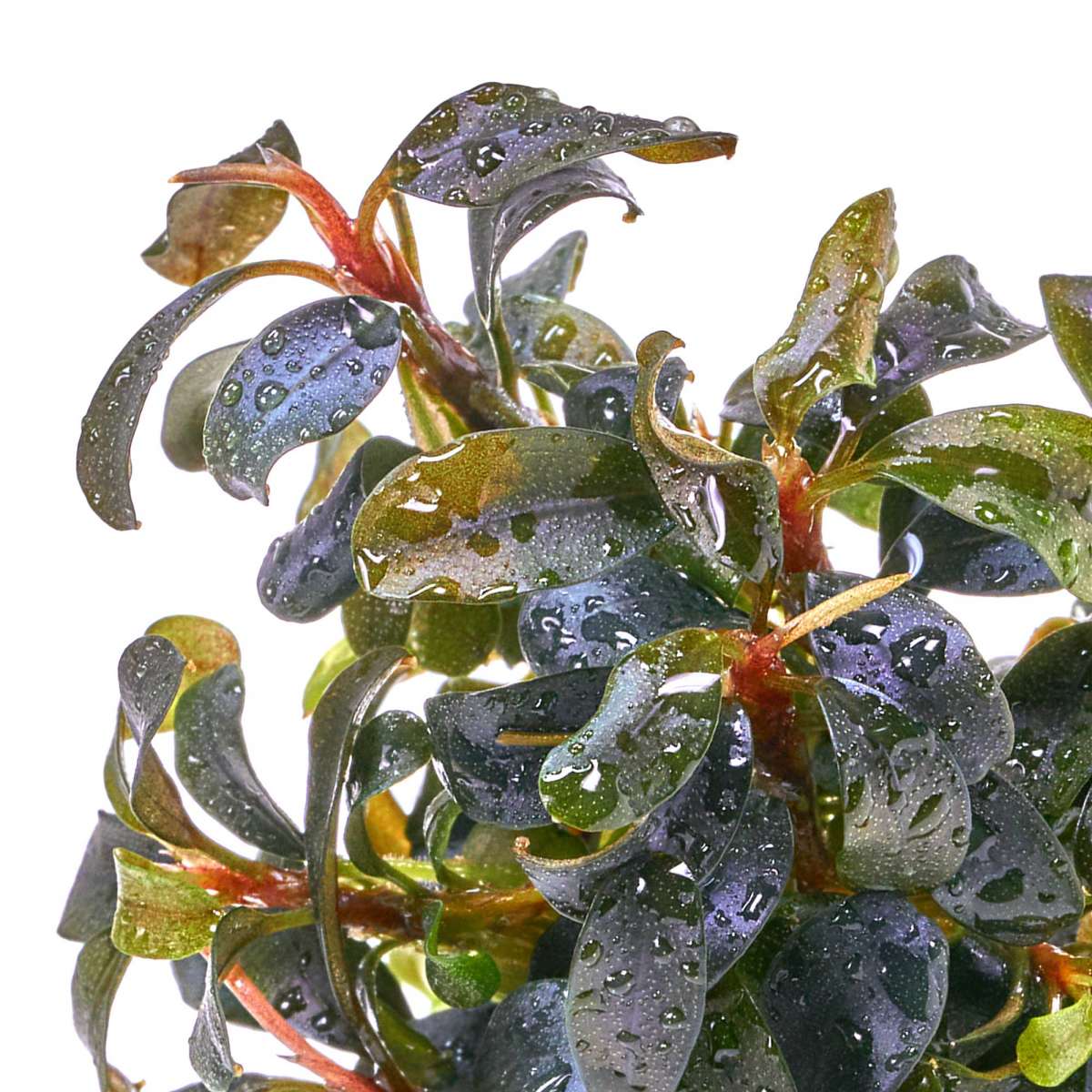 Bucephalandra_MontleyanaRed_De