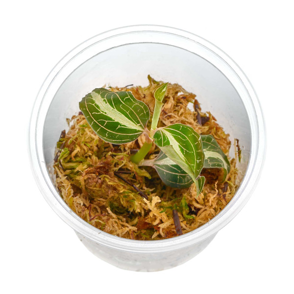 Anoectochilus lylei '"Marshmallow" | Juwelorchidee - 1 Ableger in Torfmoos