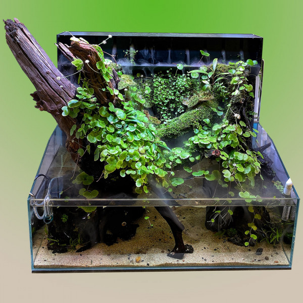 DOOA Mizukusa Mist Wall Garnelen Guemmer