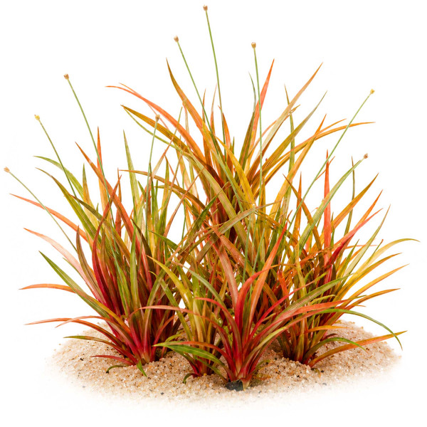 Eriocaulon Quinquangulare Pfeifenwurz gewachsen
