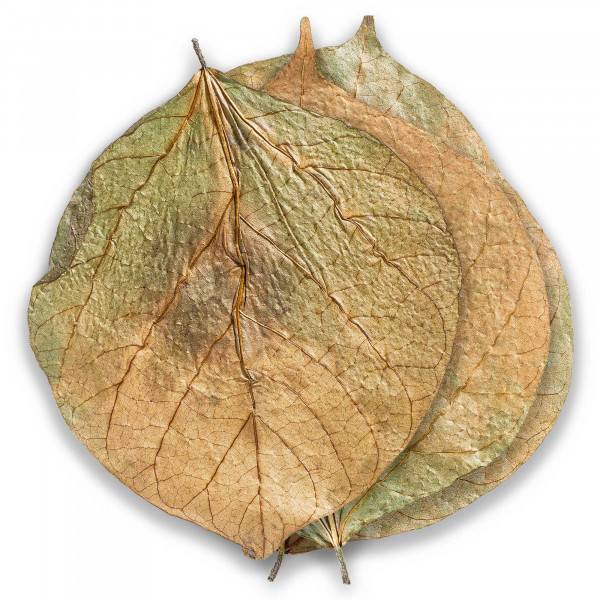 mySCAPE Dadap Leaves | Korallenbaum Blätter - Ergänzungs- & Ferienfutter