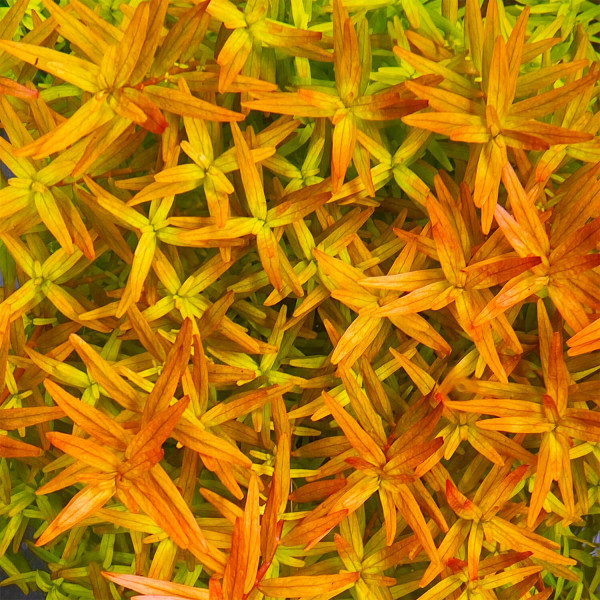 Rotala rotundifolia Ornage Juice orange Blattfarbe