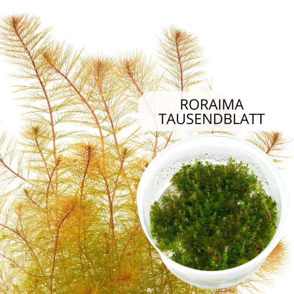 "Feenwald" - Feinfiedrige Aquarium Pflanzen im Set | In-Vitro Set