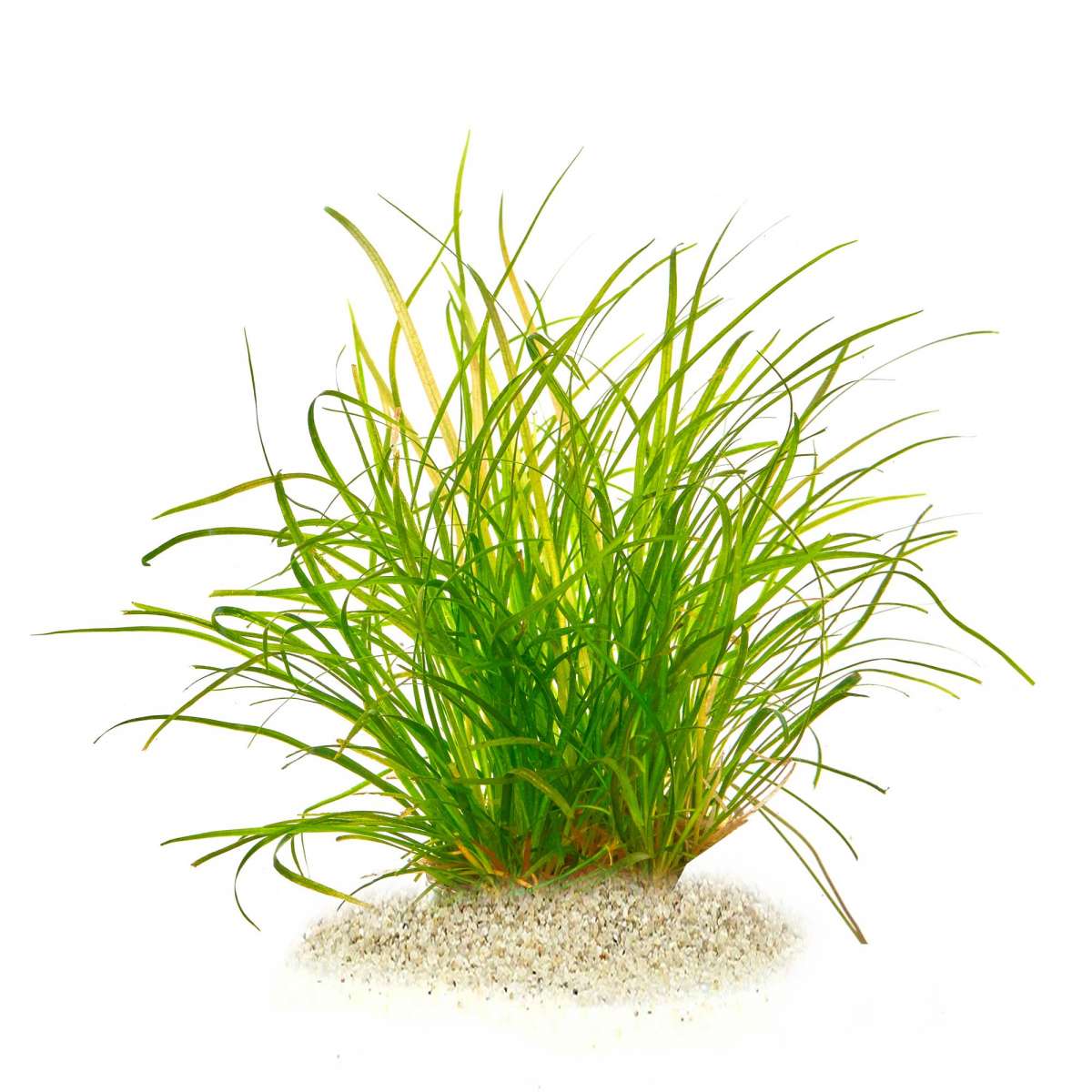 compo rasendünger Compo Expert Rasendünger mit Unkrautvernichter Floranid – rasenwelt GmbH