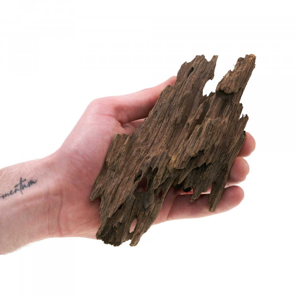 Drachenwurzel XS | für Wabi-Kusa & Flaschengarten Hand