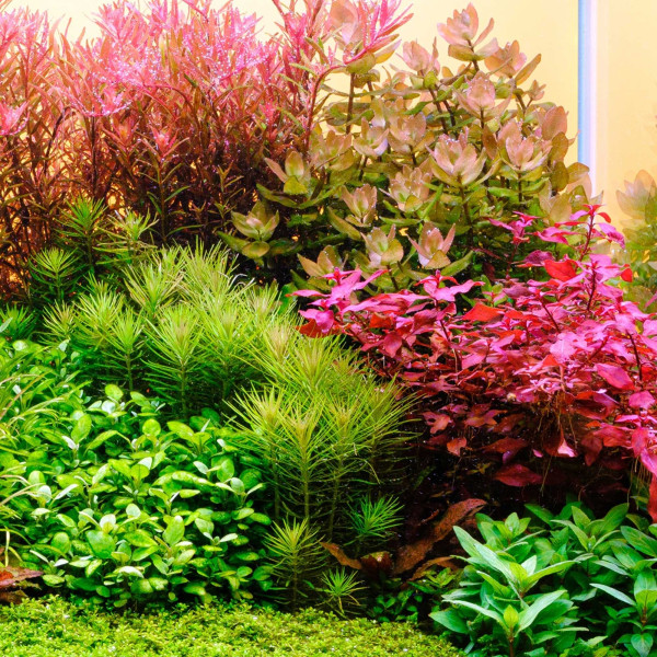 Twinstar G-Line+ | Aquarium LED mit T5/T8 Adapter