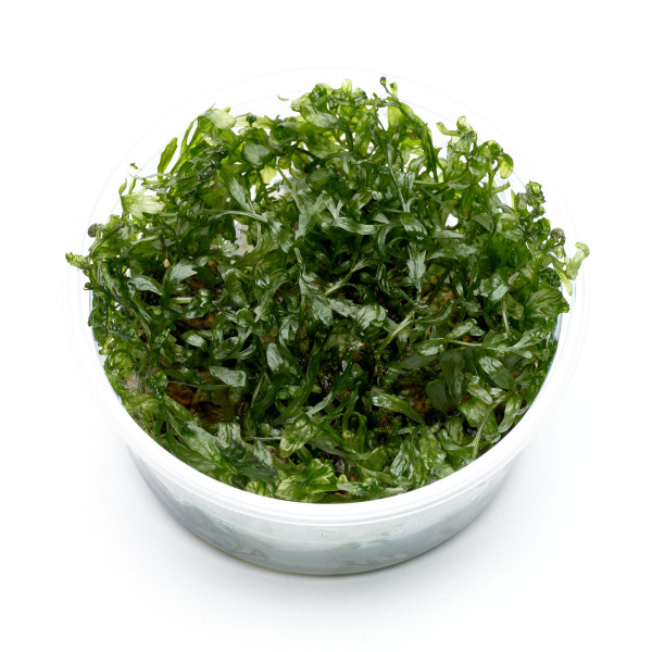 Bolbitis heudelotti Aquarienpflanze mit großen Blättern - Set S