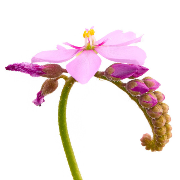 Fleischfressende Pflanzen Terrarium Set | 3 x Karnivoren - in vitro