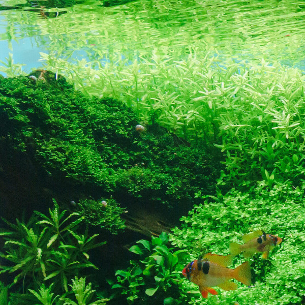 Riccardia chamedryfolia | Korallenmoos - Becher 5,5cm