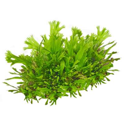 kaktus berlin kaufen Cactus Opuntia | 120cm | Online kaufen main image 0
