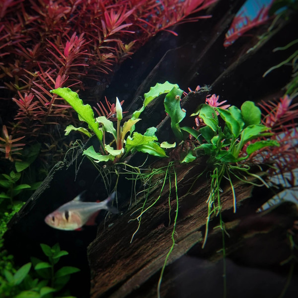 Bucephalandra & Anubias Aufsitzerpflanzen Set – Mix für Aquascaping/Nano Aquarium