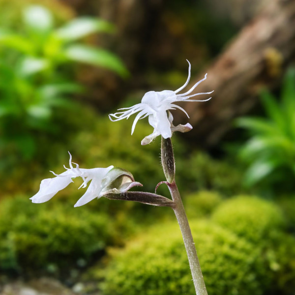 Juwelorchidee Firebird Blüte