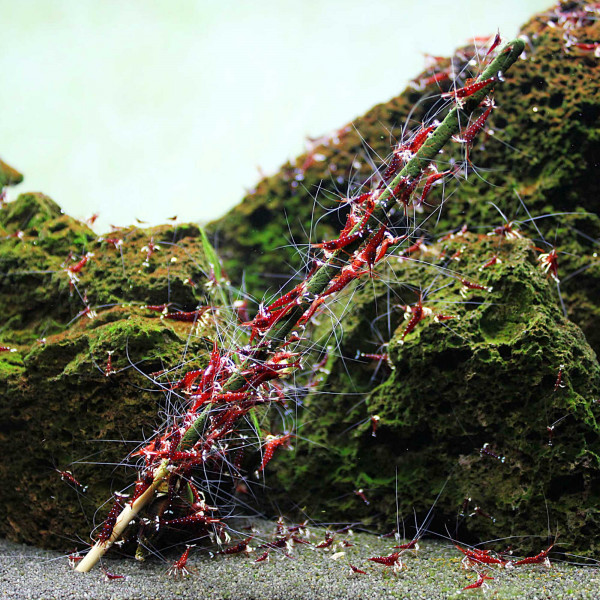 Shrimp Lollies - 4in1 Power