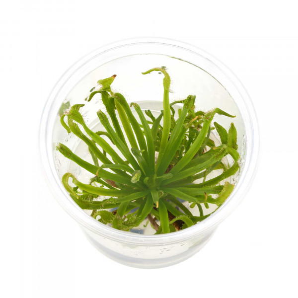 Drosera capenis Kap Sonnentau - in vitro