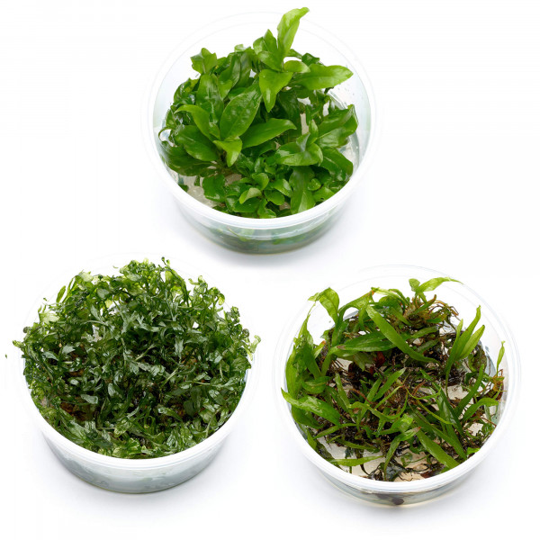 Aquarium Pflanzen mit großen Blättern im Set Größe S