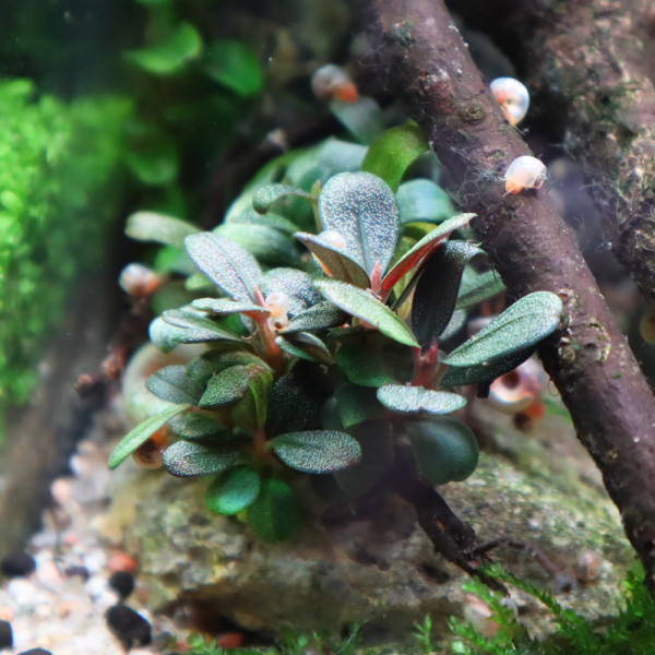 Bucephalandra & Anubias Aufsitzerpflanzen Set – Mix für Aquascaping/Nano Aquarium