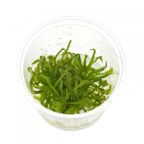 Drosera capenis Kap Sonnentau