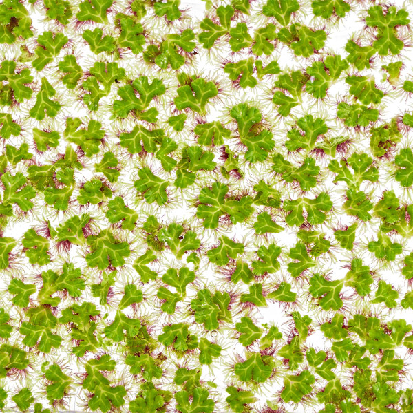 Ricciocarpos natans | Schwimmlebermoos Gruppe