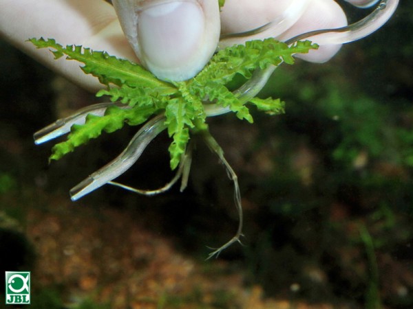 JBL ProScape Plantis Pins