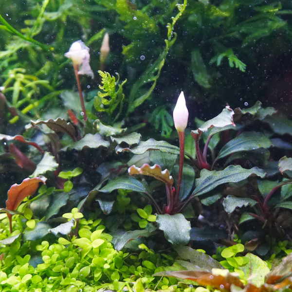 Bucephalandra & Anubias Aufsitzerpflanzen Set – Mix für Aquascaping/Nano Aquarium