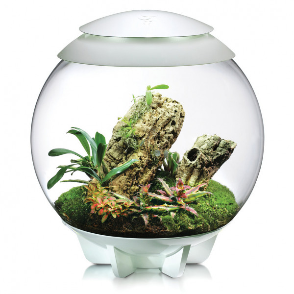 Oase biOrb AIR 60 | Automatisches Pflanzenterrarium