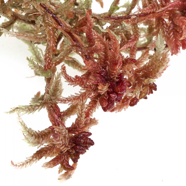 Sphagnum rubellum Moos zum Aufbinden | Rotes Torfmoos Makro