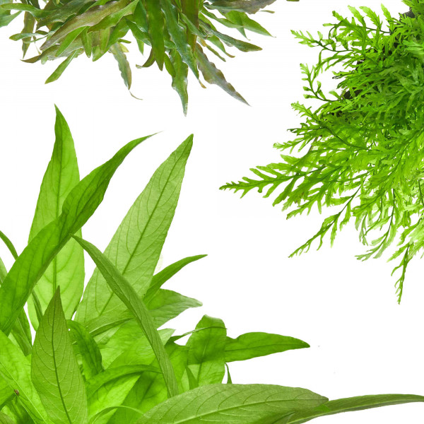 Aquarium Pflanzen mit großen Blättern im Set