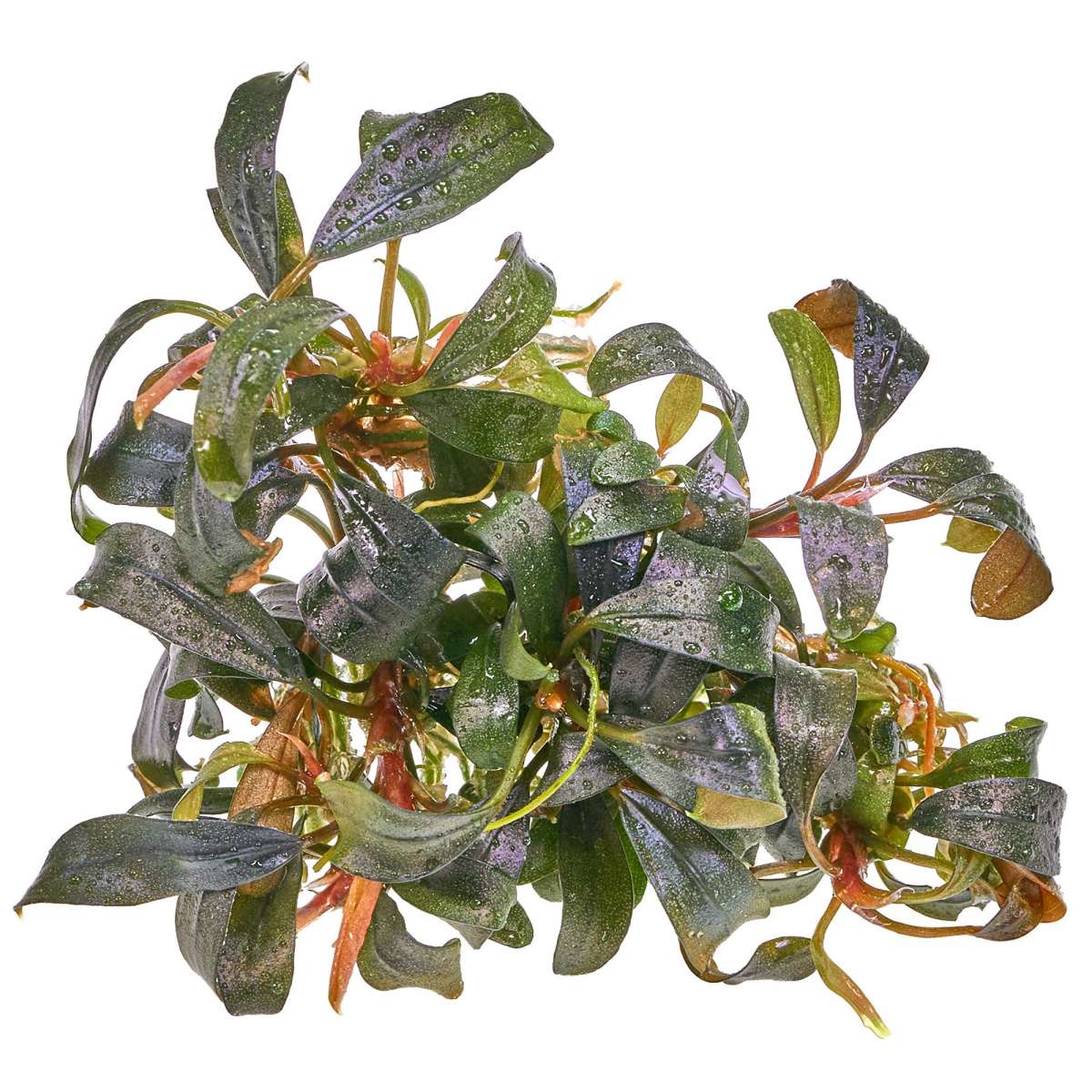 Bucephalandra sp.brownie Ghost west kali