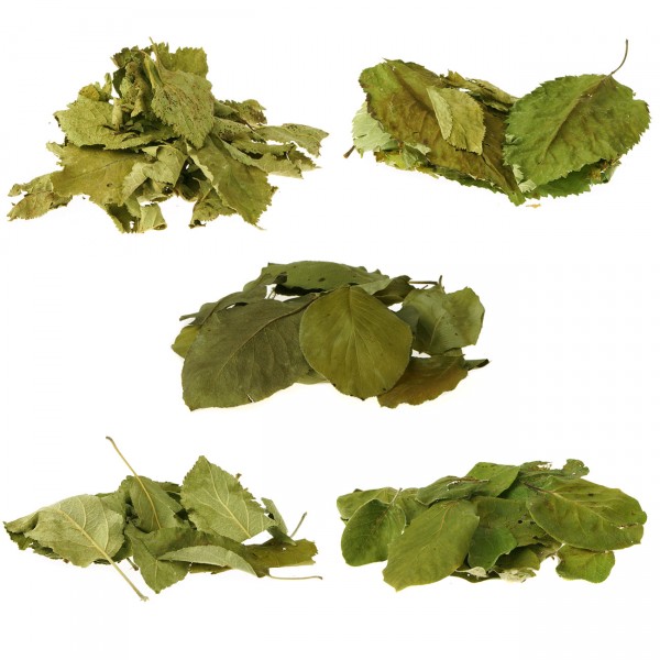 Obstbaum-Blättermix 5-teilig | natürliche Wasserpflege