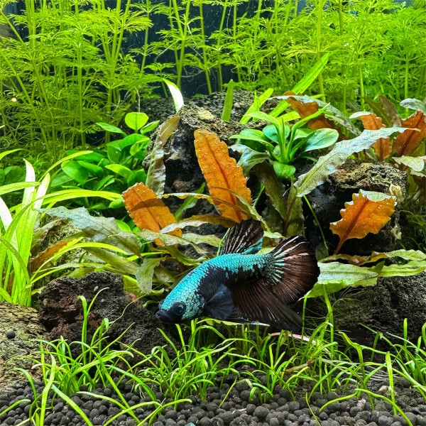 Betta siamensis Kampffisch vor Wasserpflanzen