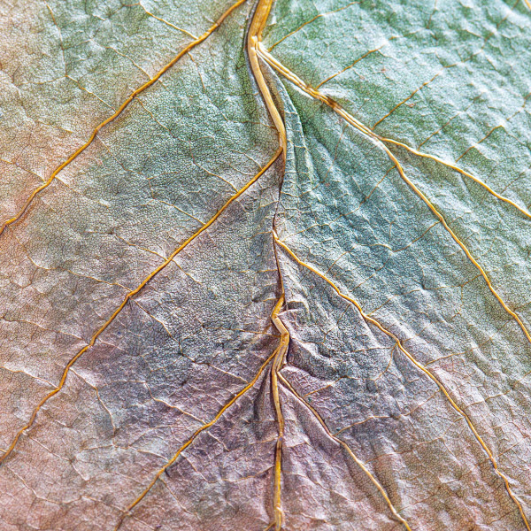 mySCAPE Dadap Leaves | Korallenbaum Blätter - Ergänzungs- & Ferienfutter