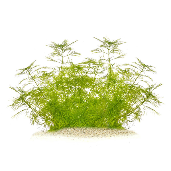 "Feenwald" - Feinfiedrige Aquarium Pflanzen im Set | In-Vitro Set