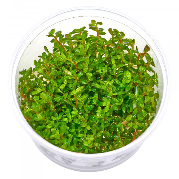 Rotala rotundifolia "Orange Juice" - in vitro