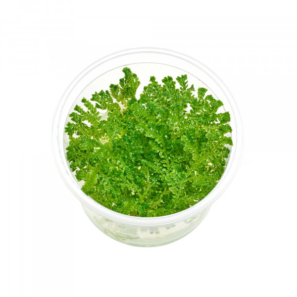 Selaginella uncinata | Blauschimmernder Bodenfarn - in vitro 5,5cm