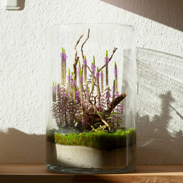 Greenscaping Wabi Start | Anwurzeln + Widerstandskraft