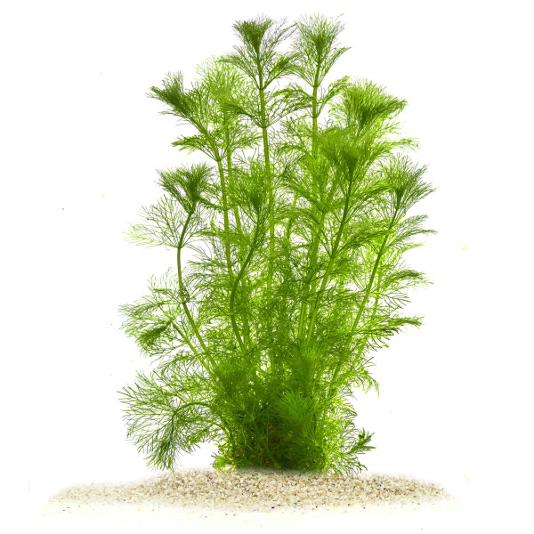 "Feenwald" - Feinfiedrige Aquarium Pflanzen im Set | In-Vitro Set