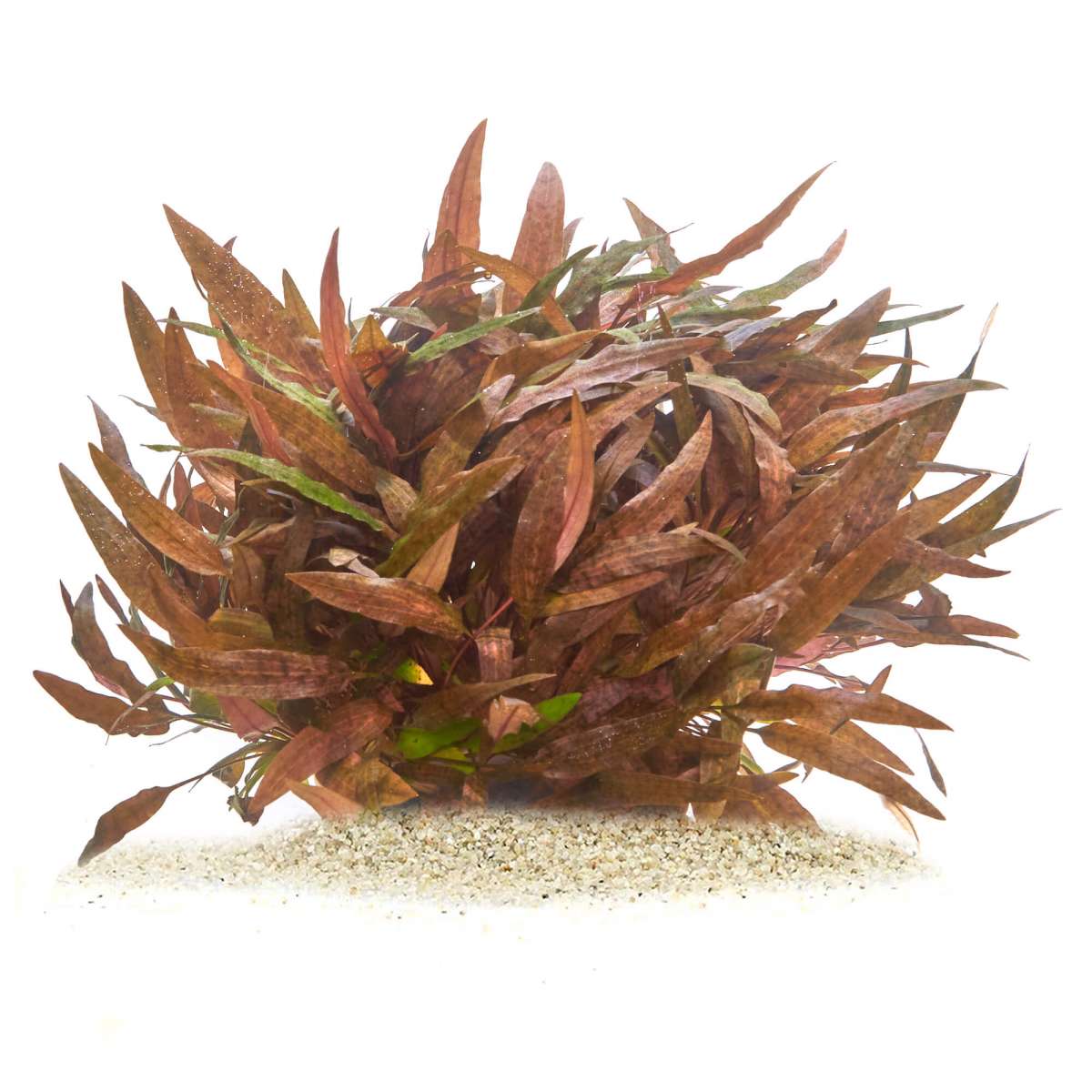 Cryptocoryne affinis 