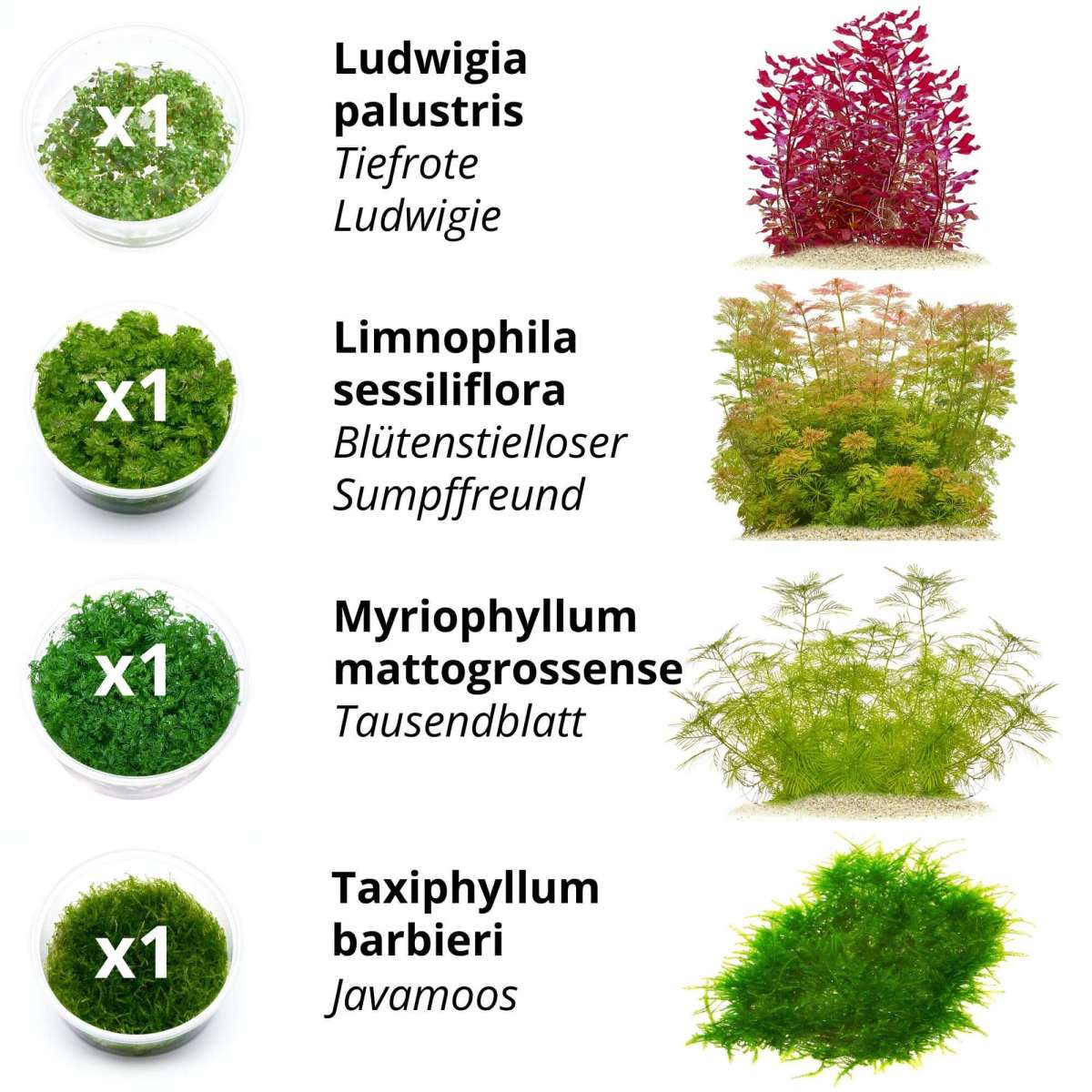Aquariumpflanzen ohne CO2 | Anspruchslose Pflanzen Komplettset fr  Einsteiger - In Vitro XL | Bestseller Pflanzen Sets & SALE | Aquarium  Pflanzen Sets | Aquariumpflanzen | USCAPE