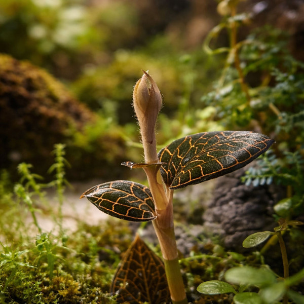 Juwelorchidee Fireboird Knospe