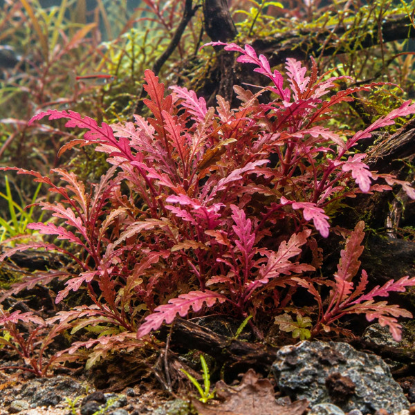 Hygrophila pinnatifida 'Roseus' im Aquarium