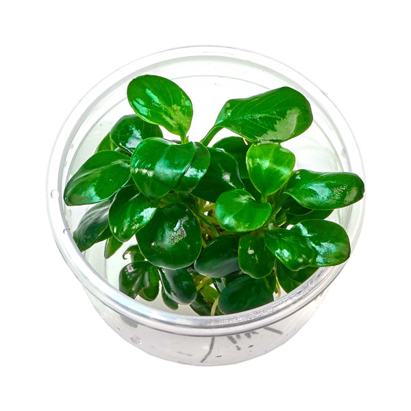 Anubias barteri var. nana 'Mini Coin' - Baby Plant Mini-Ableger