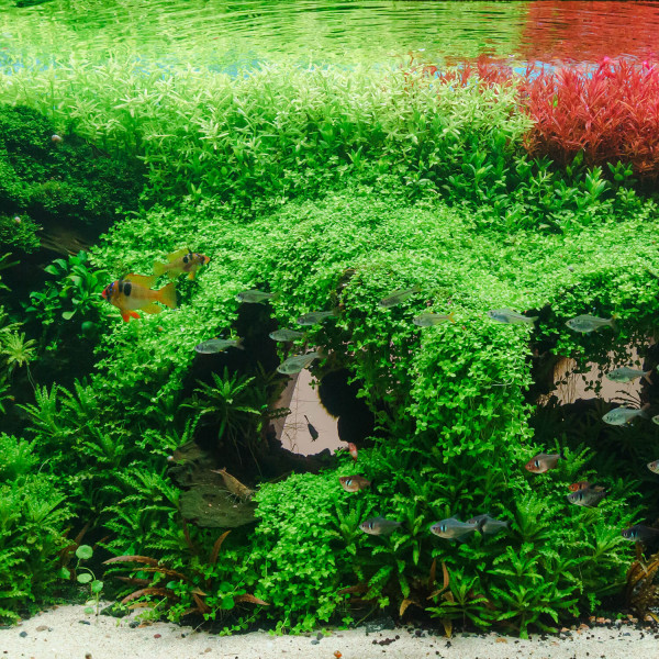 3x Micranthemum sp. "Montecarlo" - Tweedies Perlenkraut - in vitro