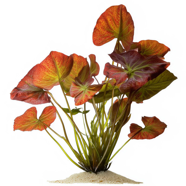 Nymphaea lotus Tigerlotus