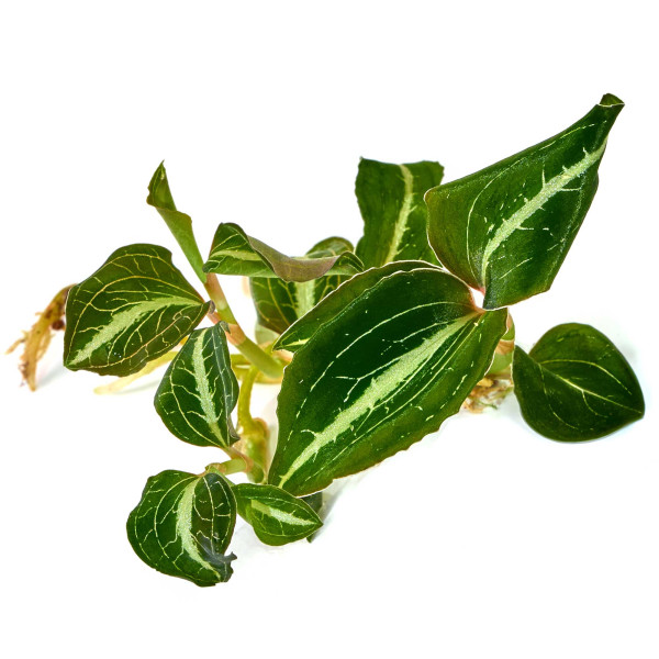 Anoectochilus lylei '"Marshmallow"