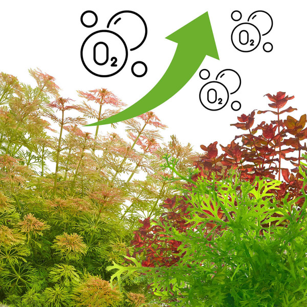 Aquarienpflanzen für viel Sauerstoff