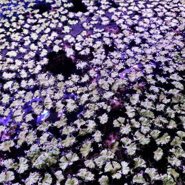 Ricciocarpos natans | Schwimmlebermoos