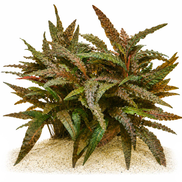 Cryptocoryne wendtii 'Tropica' Wasserkelch gewachsen im Aquarium